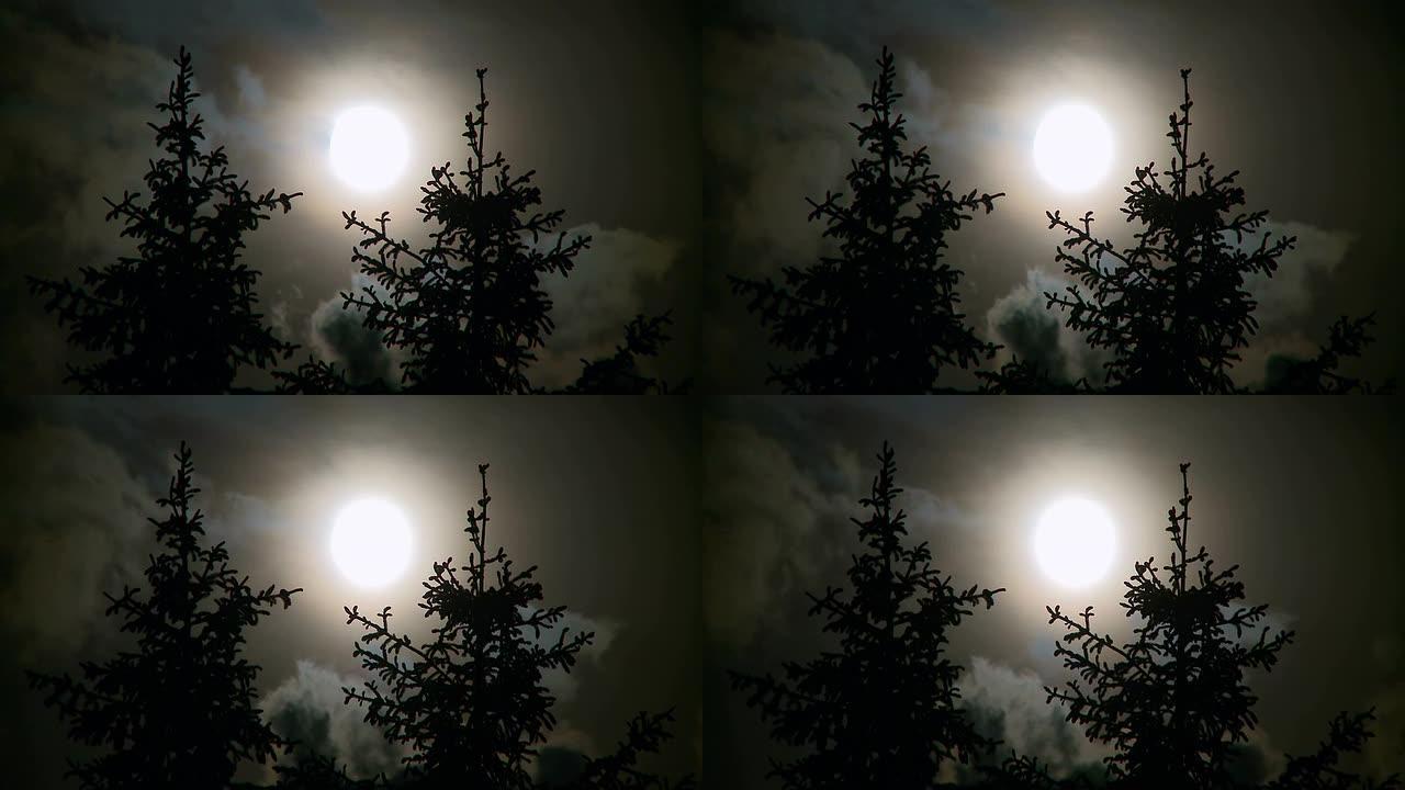 夜晚的满月和松树