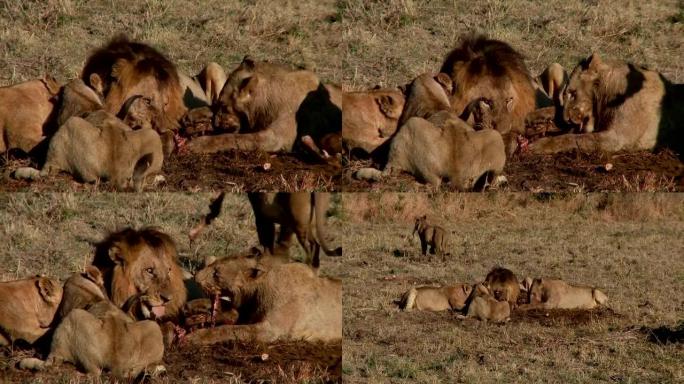 狮子盛宴