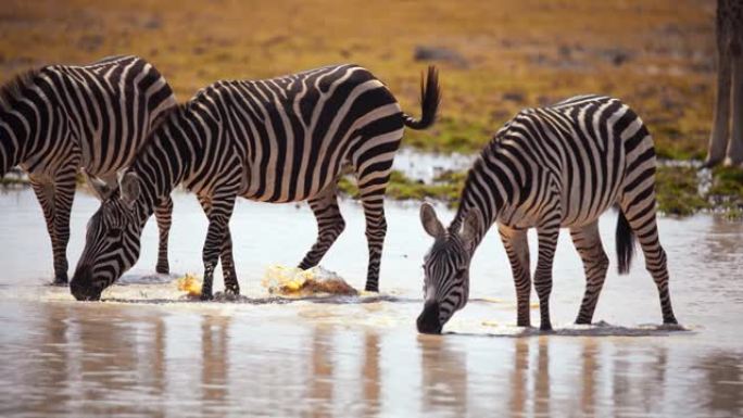 慢动作三只斑马在一个天然池塘里解渴，彼此相邻成一排，从远处可以看到肯尼亚安博塞利国家公园
