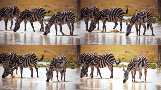 慢动作三只斑马在一个天然池塘里解渴，彼此相邻成一排，从远处可以看到肯尼亚安博塞利国家公园