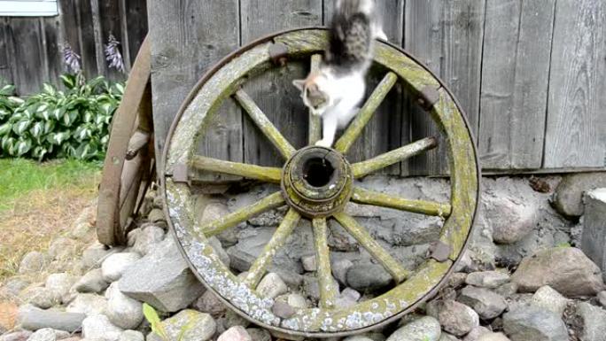 古老的马车轮子和玩耍的小猫
