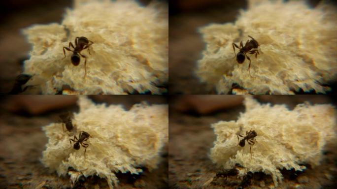 巨大面包屑上的蚂蚁