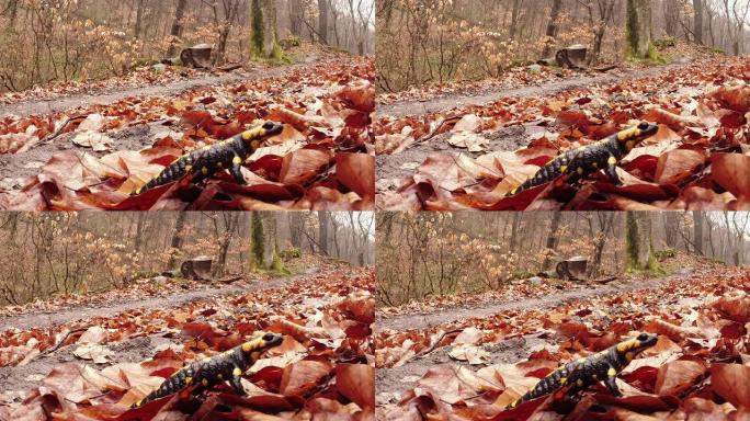 早春时节，在喀尔巴阡山区的森林里，蝾螈爬在褐色腐烂的树叶上，亮黄色的斑点，蝾螈躲在树叶中