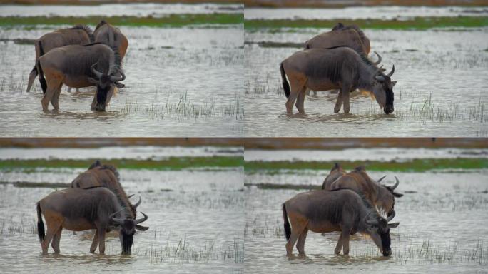 肯尼亚安博塞利国家公园，三只牛羚在饮水时漫步在水坑中