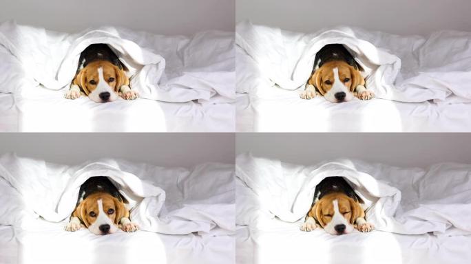 可爱的比格犬躺在毯子下的床上