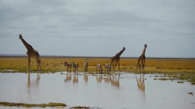 慢动作长颈鹿和斑马在水坑中团结起来，在炎热的午后阳光下解渴，肯尼亚安博塞利国家公园