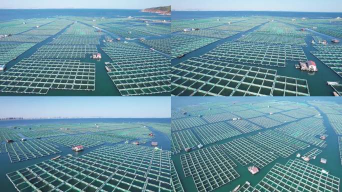 4K海水养殖