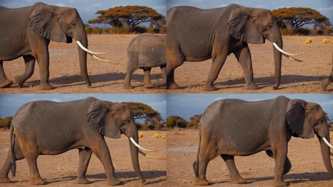 母象和小象在肯尼亚安博塞利国家公园草原上茂密的树木上缓慢行走