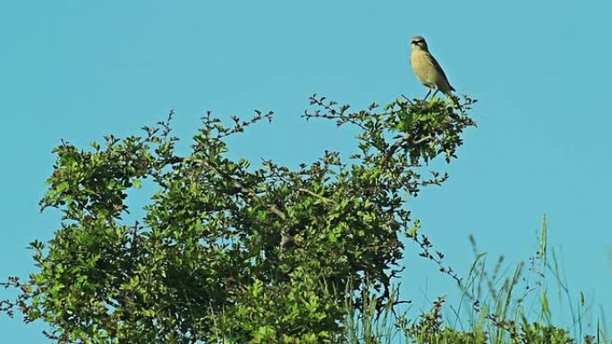 稀有的外来鸟类Isabelline Wheatear栖息在灌木树枝上。