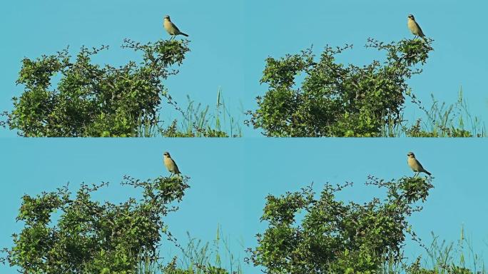 稀有的外来鸟类Isabelline Wheatear栖息在灌木树枝上。