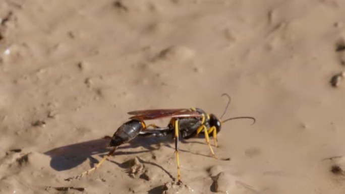 黄腿泥黄黄蜂 (Sceliphron caementarium) 的特写