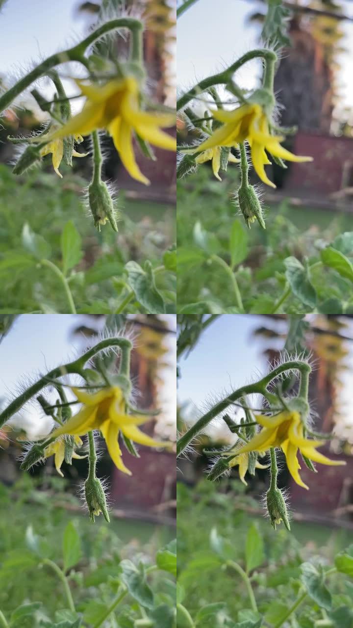 开花阶段的番茄植物