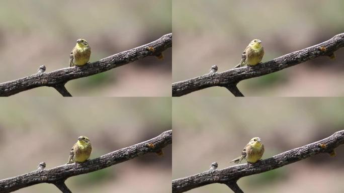 Yellowhammer，恩贝里萨·香茅。一只鸟在唱歌，坐在树枝上，美丽光滑的背景