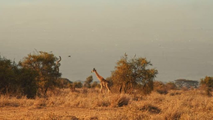 雄伟的长颈鹿走过干燥的大草原寻找水坑喝，肯尼亚安博塞利国家公园