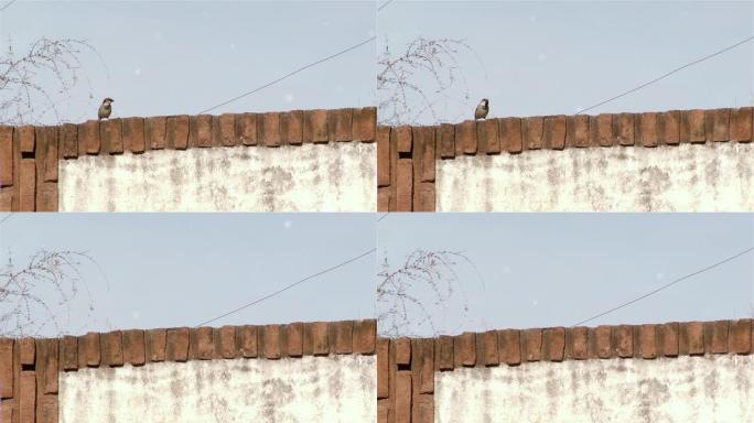 一只麻雀 (paser domesticus) 栖息在砖石房屋的山脊上。