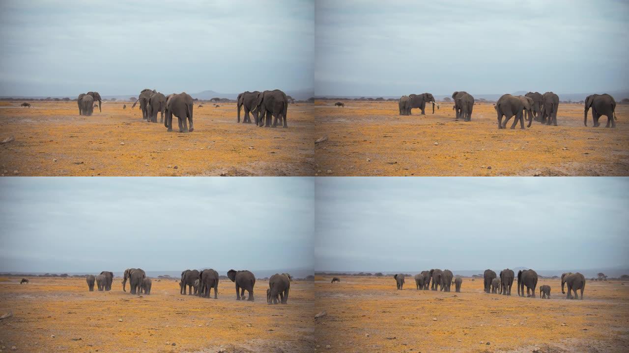 在午后炎热期间，雄伟的大象群连续穿越金色的大草原景观。大象家族