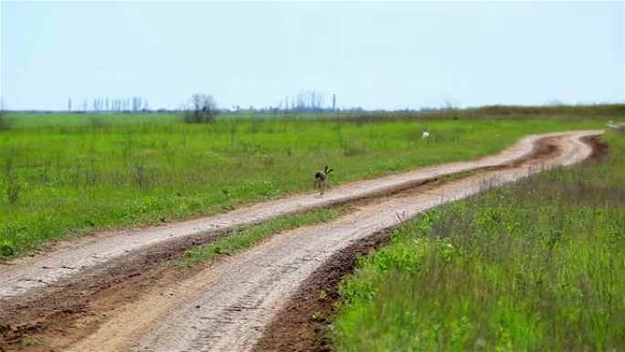 野兔坐在路上奔跑