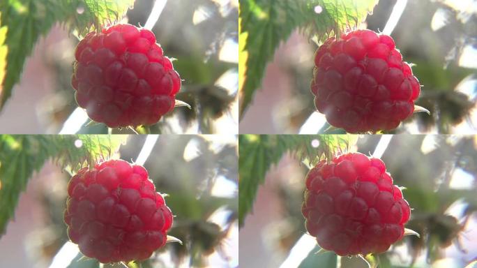 一个大的成熟树莓
