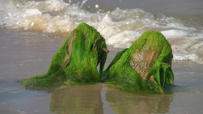 木绞线柱上的海藻