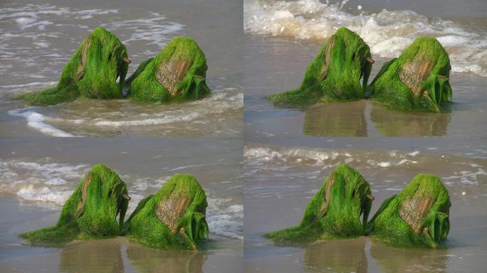 木绞线柱上的海藻