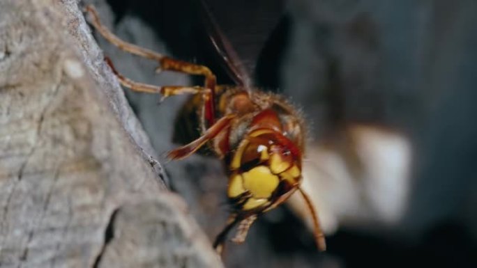 欧洲大黄蜂 (Vespa Crabro) 站在背景模糊的木巢上的宏观拍摄