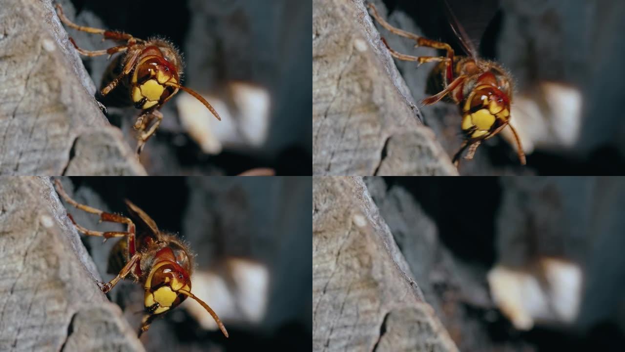 欧洲大黄蜂 (Vespa Crabro) 站在背景模糊的木巢上的宏观拍摄