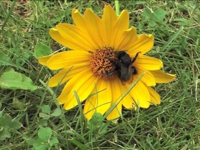 卑微的蜜蜂走在花上