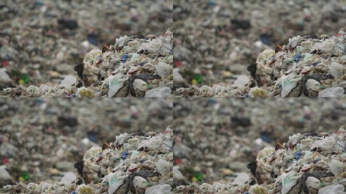 每天都有越来越多的装满塑料袋的垃圾被扔掉。