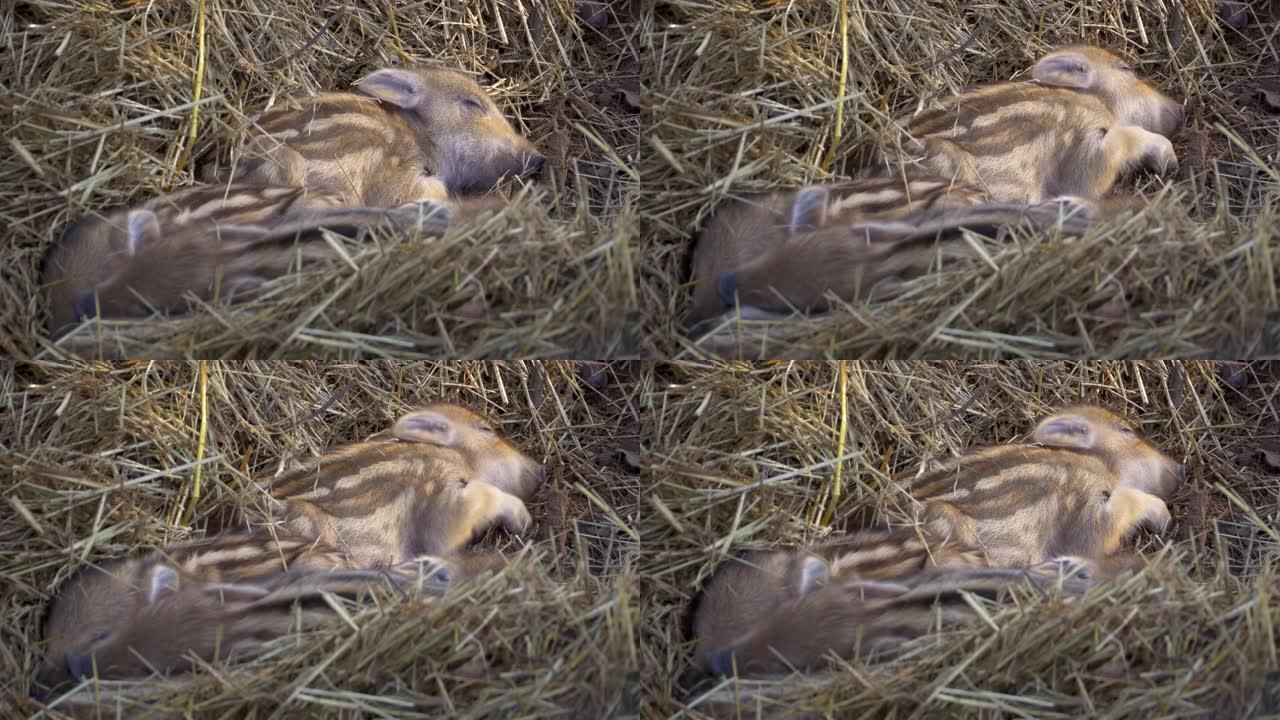 睡在草堆上的欧洲野生宝来可爱的小猪的特写