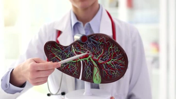 肝病医生在人体肝脏解剖模型上显示胆囊和导管特写4k电影慢动作