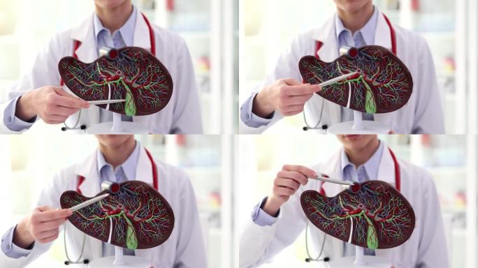 肝病医生在人体肝脏解剖模型上显示胆囊和导管特写4k电影慢动作