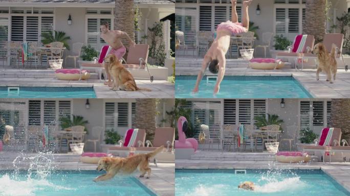 迷人的男人跳进游泳池，快乐的宠物狗嬉戏地溅在水里享受游泳乐趣夏天户外激动人心的暑假4k