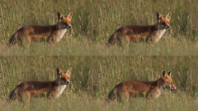 草地上的狐狸肖像环顾四周