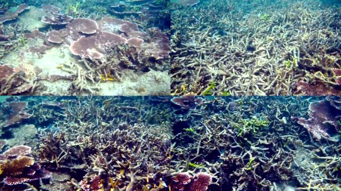 因全球变暖而死亡的珊瑚