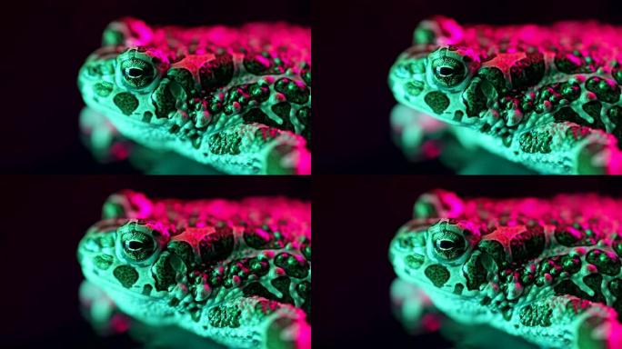 酸粉色地面蟾蜍特写，霓虹灯下拍摄的夜晚。青蛙呼吸着，看着相机。惊人的两栖动物眨眼，搅动鼻孔，宏观。黑