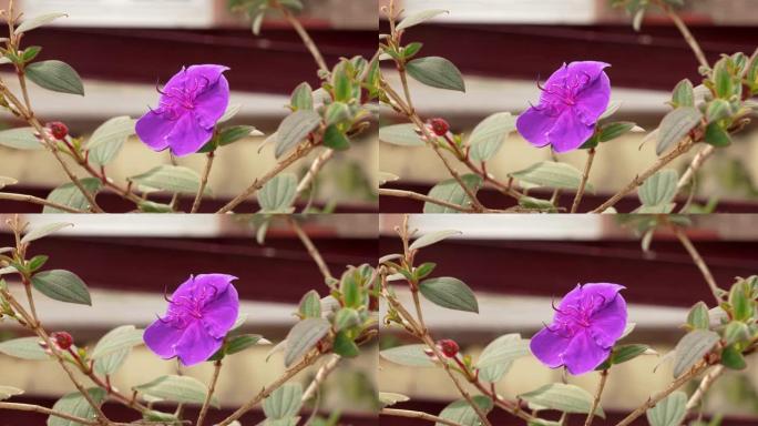 紫色公主花。盛开的Tibouchina Urvilleana