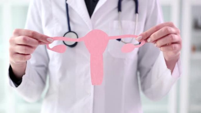 妇科医生持有粉红色纸的女性生殖器官模型
