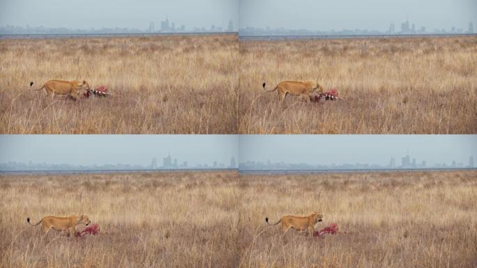 LS母狮在内罗毕国家公园的自然栖息地中吞噬猎物