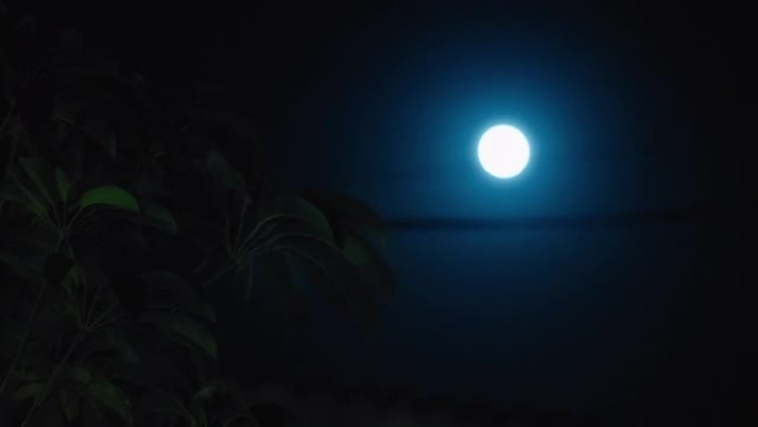 夜空中的满月在宁静的夜晚闪耀着明亮的光芒，风吹着树木在午夜4k镜头