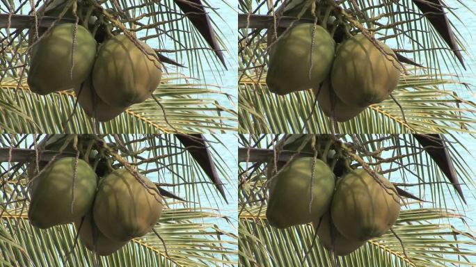 椰子水果 (HD 1080)