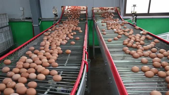 现代智能农业鸡蛋生产线