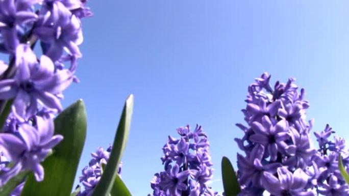 紫色风信子田园风光花园花朵花簇公园鲜花盛