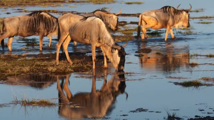 牛羚从湿地喝酒，并在背景中涉水。纪录片