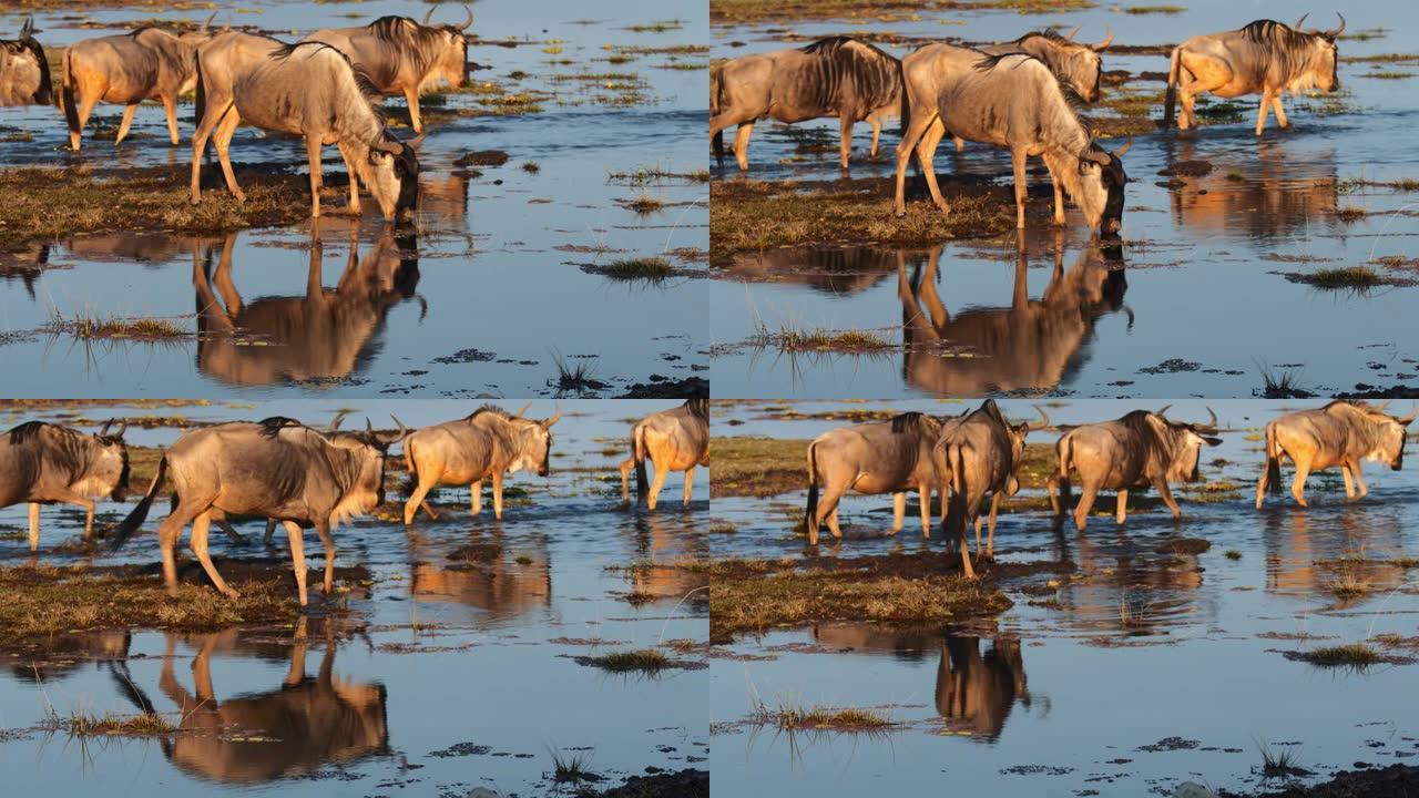 牛羚从湿地喝酒，并在背景中涉水。纪录片