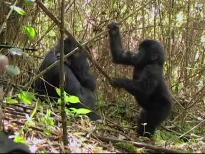 年轻的山地大猩猩在竹子里玩耍
