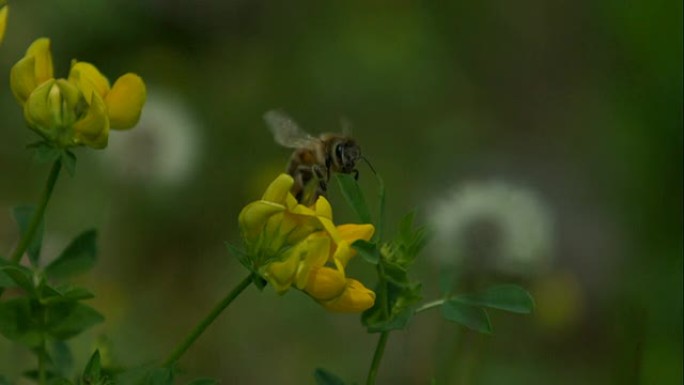 大黄蜂以超慢动作飞行