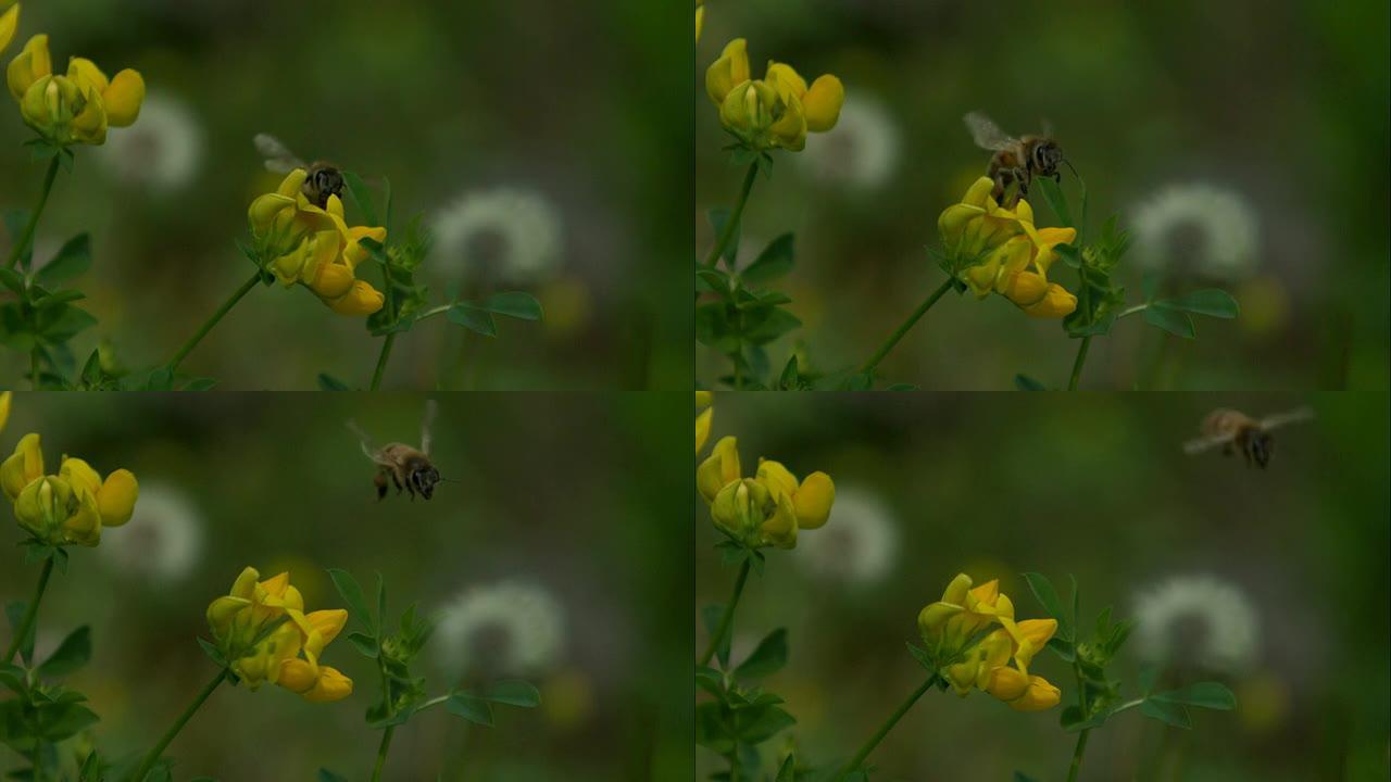 大黄蜂以超慢动作飞行