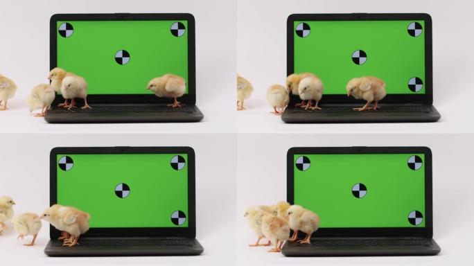可爱的小鸡在笔记本电脑键盘上行走，屏幕上有绿色屏幕，看着屏幕，键盘，模仿打字。宠物和鸟类产品的广告。