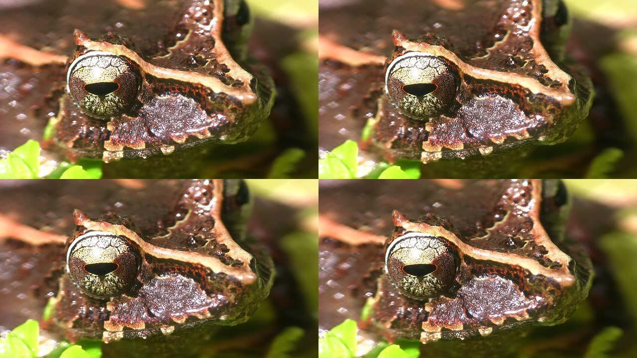 阑尾雨蛙 (pristilatis appendiculatus)