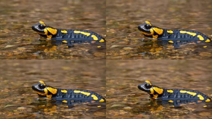 火蜥蜴的特写，水里的火蜥蜴。